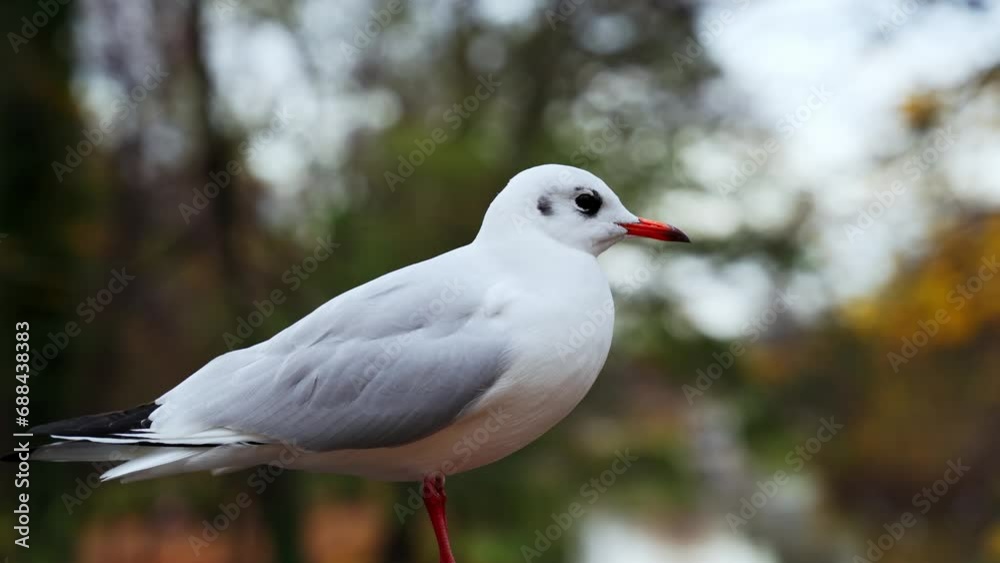 Close up view of Seagull bird with backlit.
