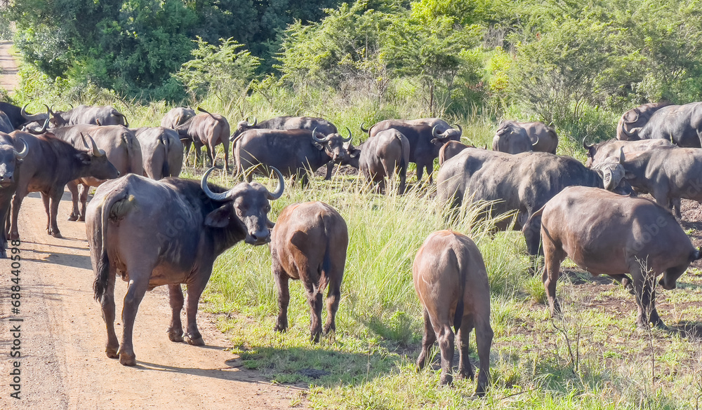 Kaffernbüffel im Naturreservat Hluhluwe Nationalpark Südafrika Kaffernbüffel im Naturreservat Hluhluwe Nationalpark Südafrika