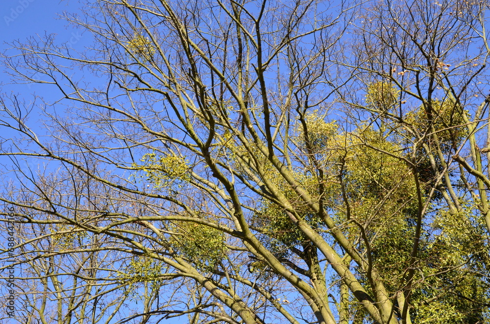 picturesque old tree in the park, spring view of trees without leaves, tree surrounded by mistletoe, clear view