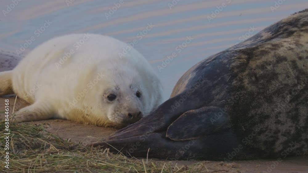 Atlantic grey seal breeding season, with newborn pups sporting white fur, mothers suckling, stroking, and basking in the warm November sun. Atlantic grey seal breeding season, with newborn pups sporting white fur, mothers suckling, stroking, and basking in the warm November sun.