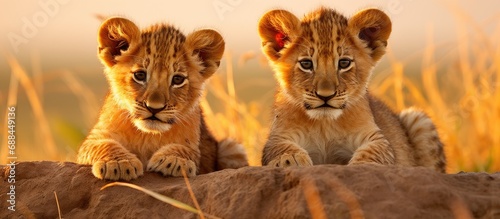 Masai Mara lion cubs. © 2rogan