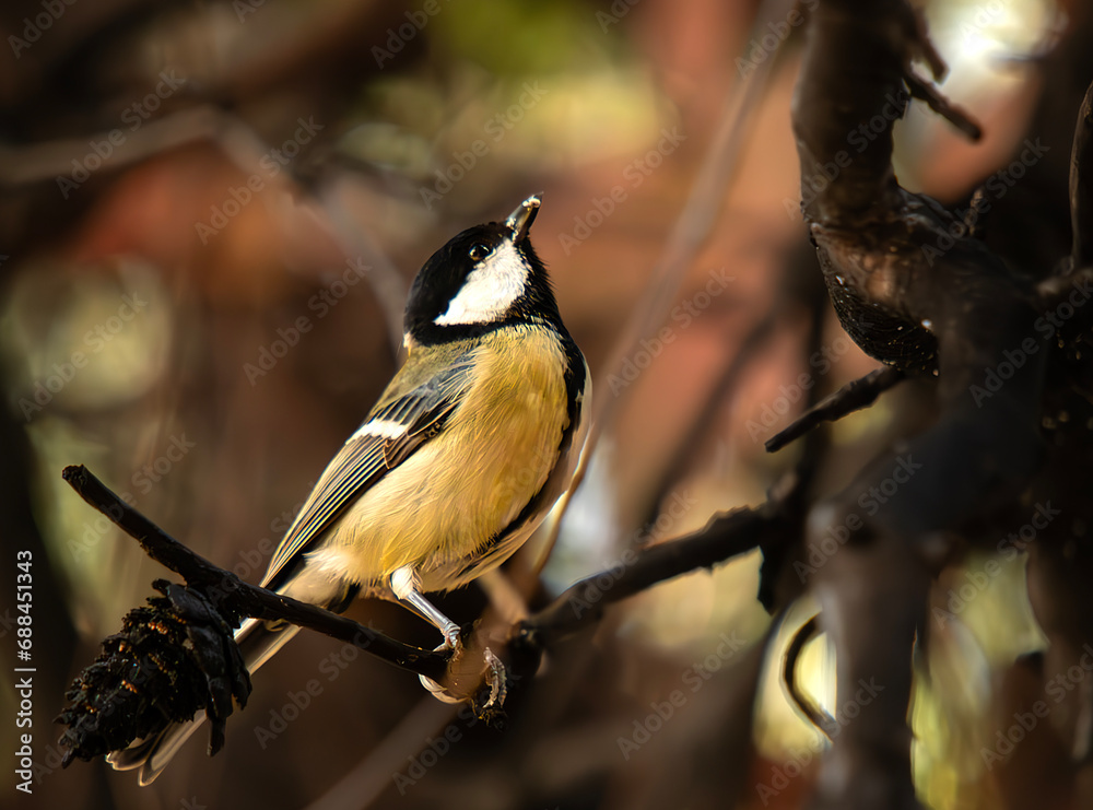 Obraz premium Parus major looking for food in a tree