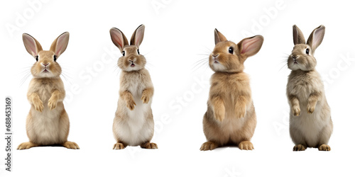 Studio portrait of cute rabbit isolated on transparent png background, happy bunny running on floor, adorable fluffy rabbit that sniffing. photo