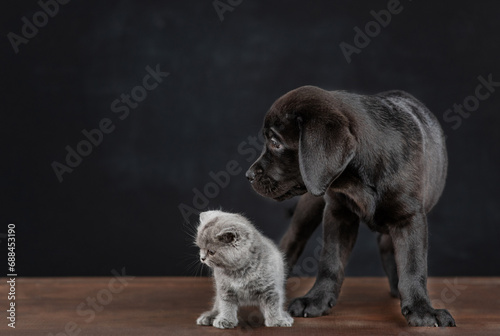 Black labrador puppy stands with tiny kitten on dark background. Pets look away on empty space