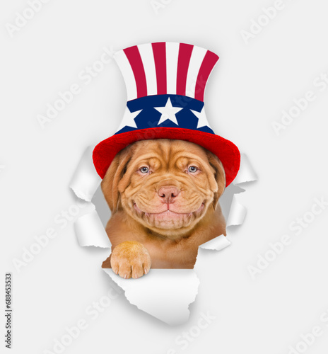 Happy Mastiff puppy wearing like Uncle Sam looking through a hole in paper. isolated on white background © Ermolaev Alexandr