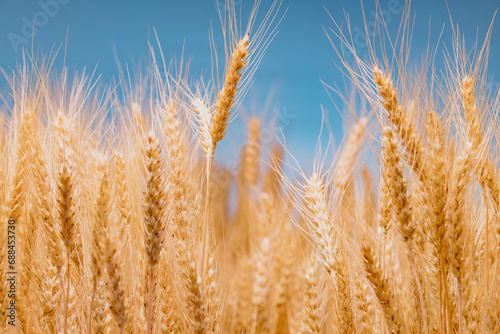Wheat field background. Ears of wheat on a blue sky background. photo