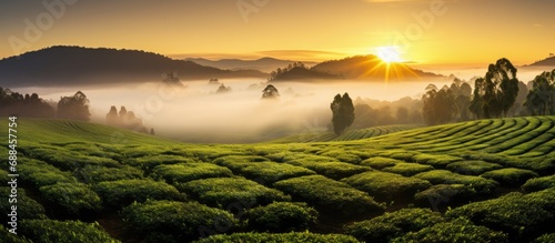 Foggy sunrise on tea farm. photo