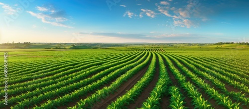 Vast field with rows of young corn plants offers a wide view. photo