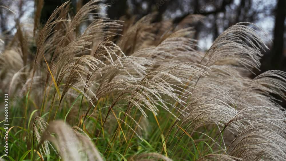 Yellow summer grass waving in wind scenic of beautiful sunset light on wind swaying reeds flower Yellow summer grass waving in wind scenic of beautiful sunset light on wind swaying reeds flower