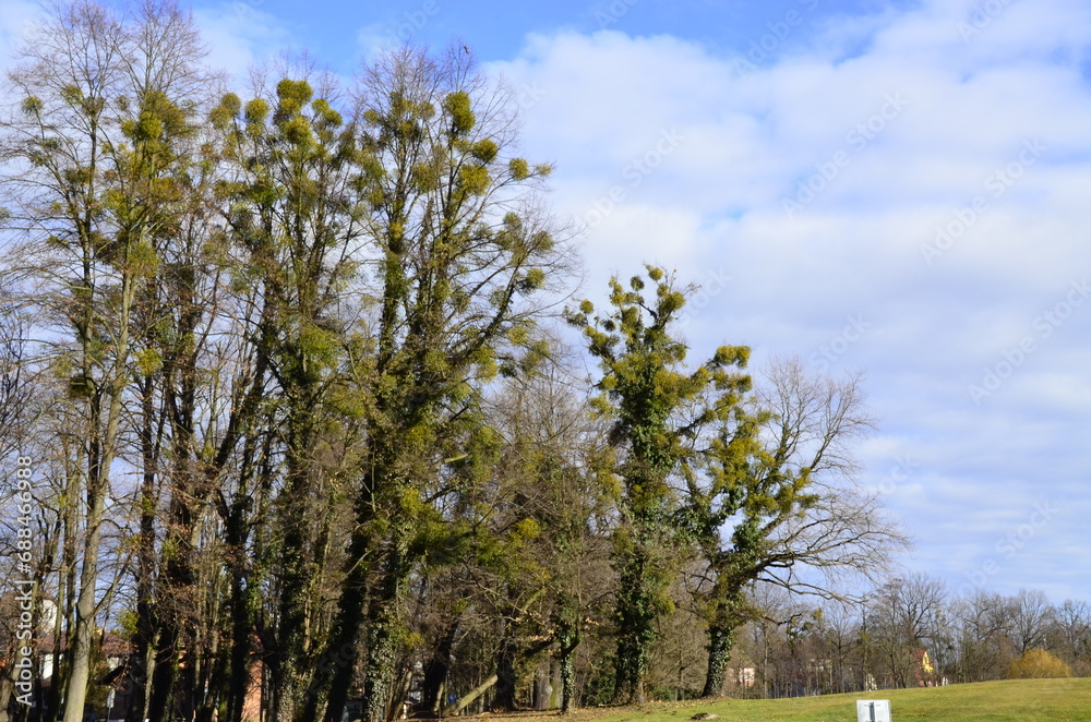 picturesque old tree in the park, spring view of trees without leaves, tree surrounded by mistletoe, clear view picturesque old tree in the park, spring view of trees without leaves, tree surrounded by mistletoe, clear view
