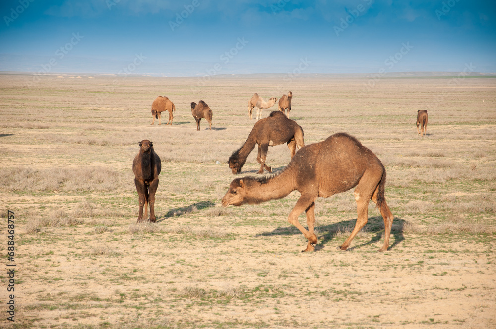 Naklejka premium Camels on the way are looking for fresh grass to eat, graze in the steppes, heat, drought, Kazakhstani steppes.