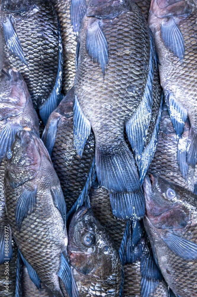 Colorful fish at a stand at a seafood market in Jeddah, Saudi Arabia. Colorful fish at a stand at a seafood market in Jeddah, Saudi Arabia.