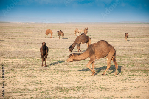 Camels on the way are looking for fresh grass to eat  graze in the steppes  heat  drought  Kazakhstani steppes.