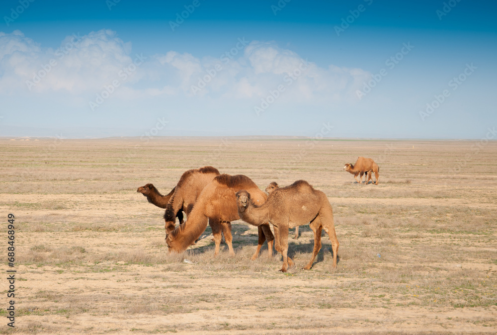 Camels on the way are looking for fresh grass to eat, graze in the steppes, heat, drought, Kazakhstani steppes. Camels on the way are looking for fresh grass to eat, graze in the steppes, heat, drought, Kazakhstani steppes.