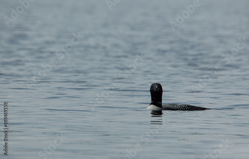 Plongeon huard se balade seul sur le lac