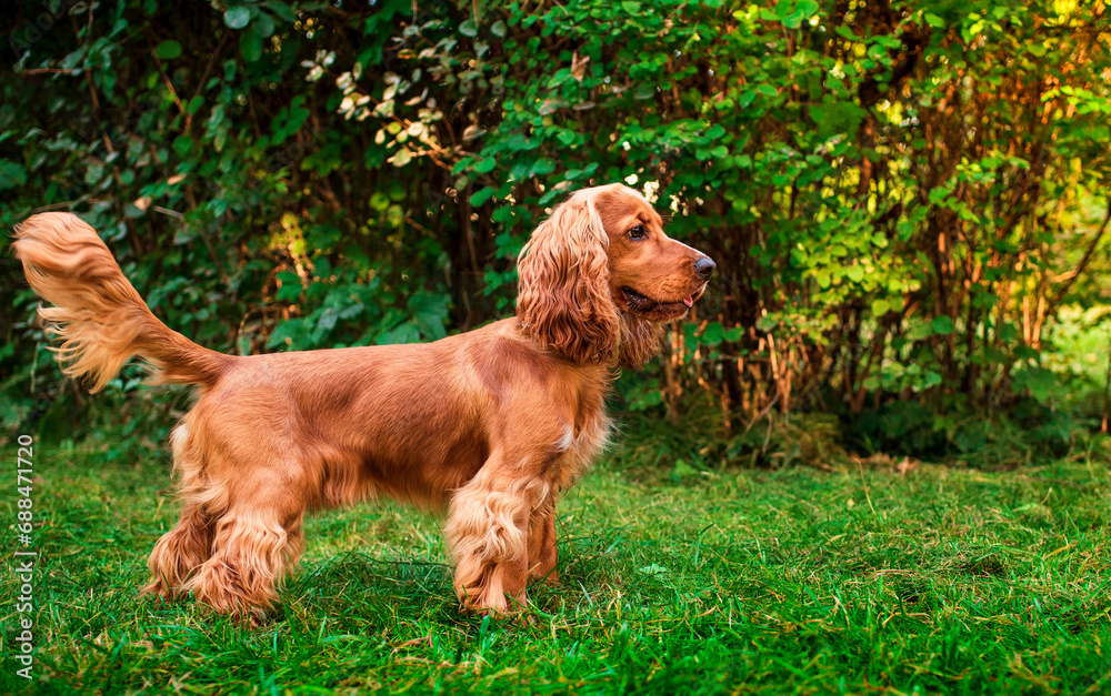 A red cocker spaniel dog stands sideways against the background of green bushes in the park. The dog is looking intently at something. Hunter. The dog has fluffy fur. The photo is blurred. A red cocker spaniel dog stands sideways against the background of green bushes in the park. The dog is looking intently at something. Hunter. The dog has fluffy fur. The photo is blurred.