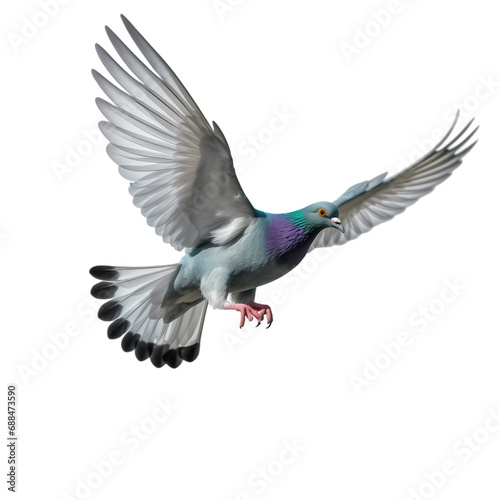 Flying pigeon isolated on transparent background © feng