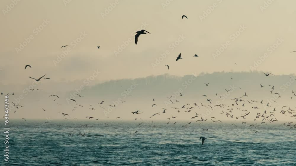 flock of seagulls in foggy weather. strait and sea winter days. flock of seagulls in foggy weather. strait and sea winter days.