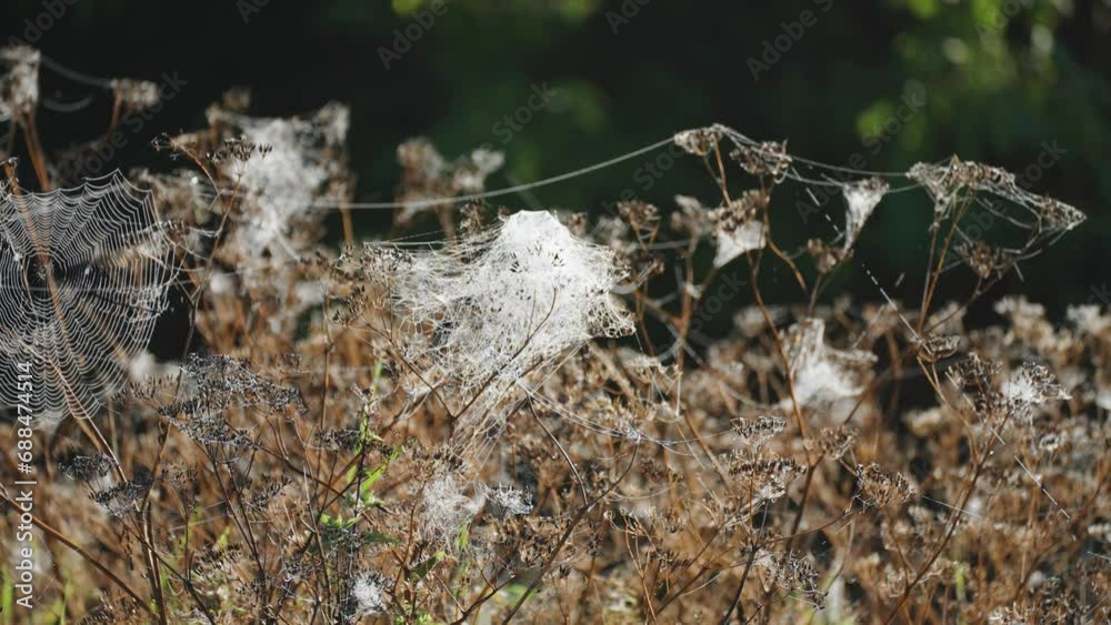 Cobweebed grass and weeds in the creepy enchanted scene. A close-up parallax video. Cobweebed grass and weeds in the creepy enchanted scene. A close-up parallax video.
