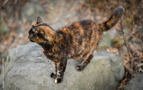 Stray cat outdoor portrait. Selective focus.
