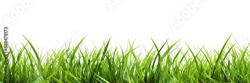 Fresh green grass isolated on a white or transparent background  panoramic view