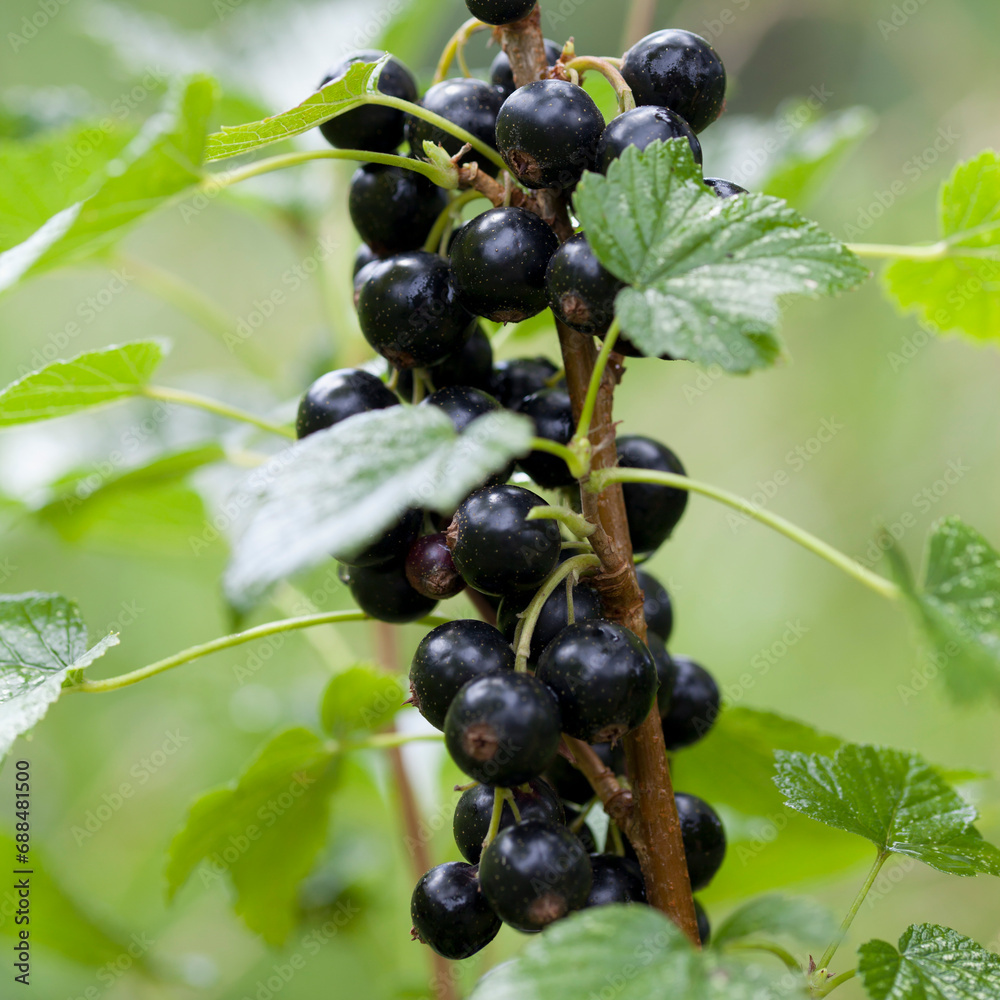 Black currant berriey in the soft fruit garden - delicious and healthy fruit, ready to harvest. Black currant berriey in the soft fruit garden - delicious and healthy fruit, ready to harvest.