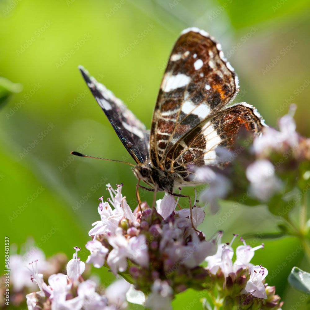 Obraz premium Origanum vulgare flower with insect pollinator - many spicies of butterfly.
