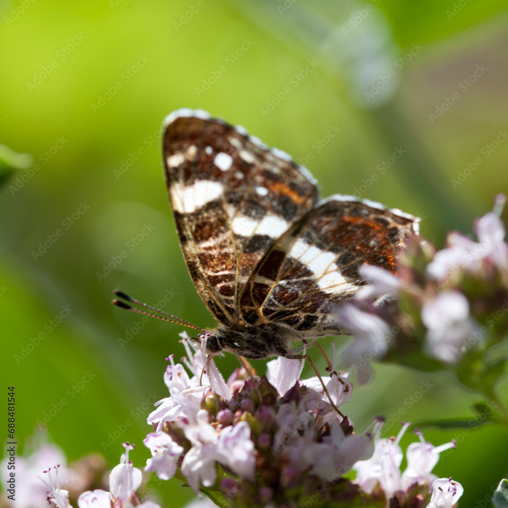Fototapeta premium Origanum vulgare flower with insect pollinator - many spicies of butterfly.