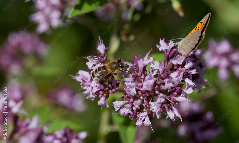 Origanum vulgare flower with insect pollinator - many spicies of butterfly. Origanum vulgare flower with insect pollinator - many spicies of butterfly.