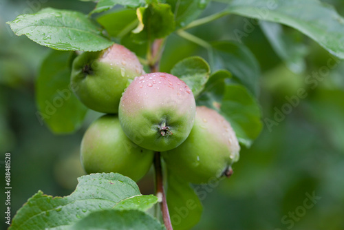 Apple fruit in the orchard after rain -  drops of water on the Malus tree.