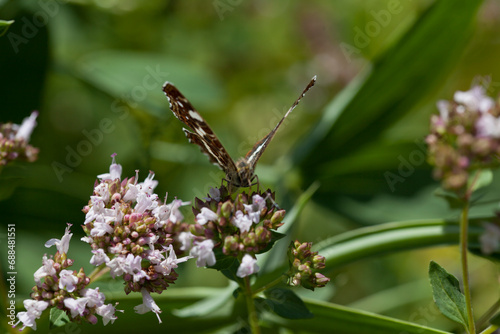 Origanum vulgare flower with insect pollinator  -  many spicies of  butterfly. © JoannaTkaczuk