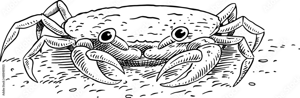 Crab Ink black and white drawing vector illustration in a white background Crab Ink black and white drawing vector illustration in a white background