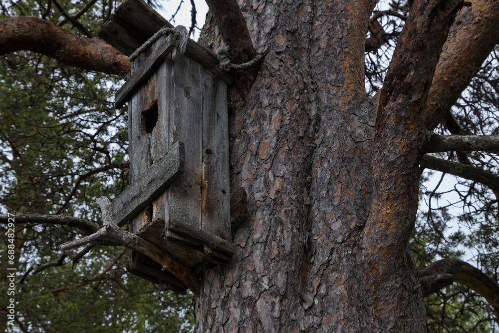 Old wooden birdhouse on a pine tree at Kaamanen, Finland, Europe
Old wooden birdhouse on a pine tree at Kaamanen, Finland, Europe