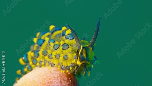 4k blue shaun the sheep nudibranch (Costasiella) purchased on a rock in current and turning to face camera photo