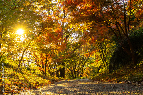 紅葉に染まる六甲山 © promolink