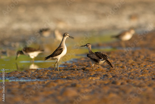 Wood sandpipers, Tringa glareola having an argument during autumn migration photo