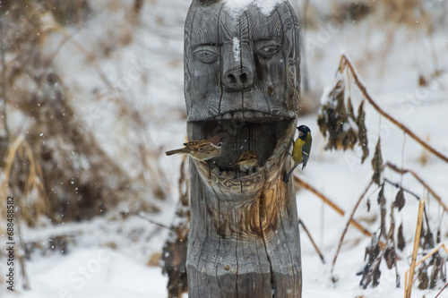 Sparrows (lat. Passer domesticus) in a bird feeder on a snowy winter day. Photo project 