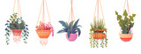Indoor plants in hanging pots