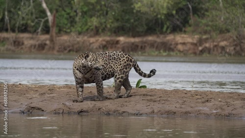 Jaguar, Panthera onca, a big solitary cat native to the Americas, hunting along the river banks of the Pantanl, the biggest swamp area of the world, near the Transpantaneira in Porto Jofre in Brazil. photo