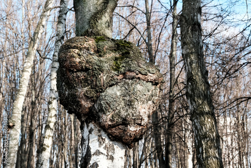 Huge Birch Chaga mushroom parasitizes on trunk of tree. Black exterior conk, close-up. Chaga fungus to cause decay within the living birch tree. Inonotus obliquus, sterile mycelial mass