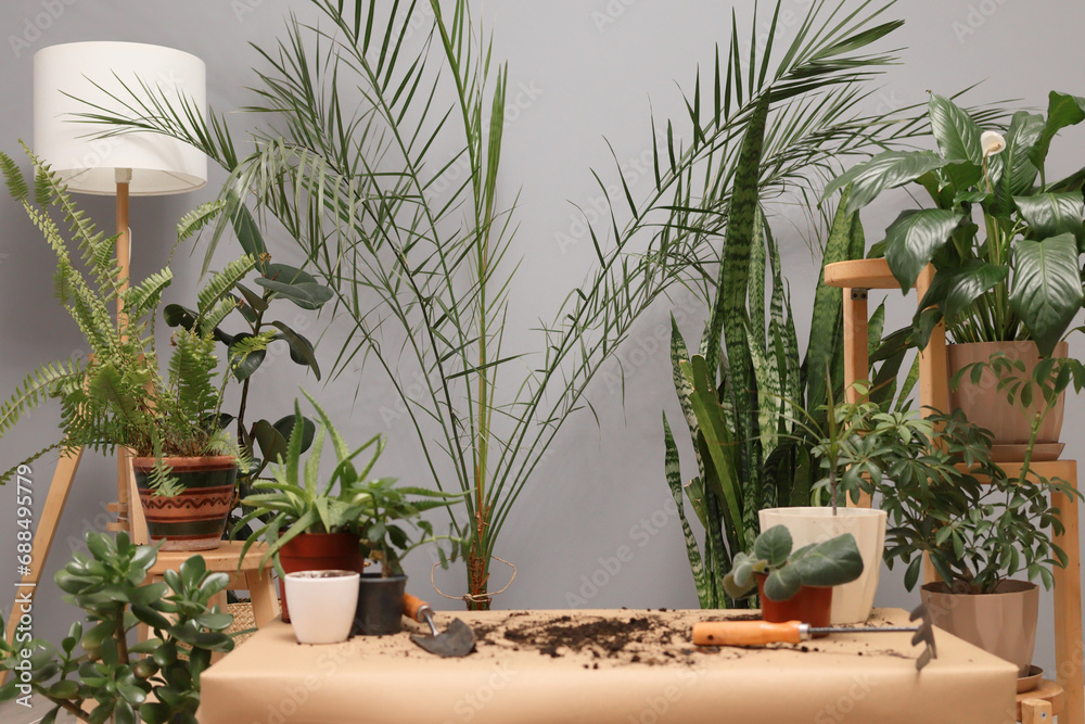 Fototapeta premium Botanical work and agriculture. Organic gardening in the house. Empty botanist table in greenhouse workplace surrounded with different flowers tools for cultivating houseplants.
