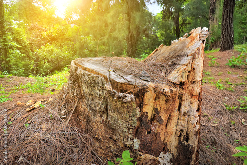 Closeup view of cut wooden tree trunk