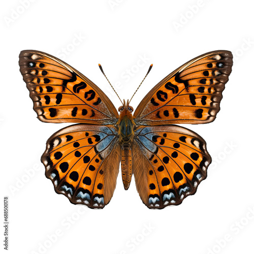 Butterfly photograph isolated on white background