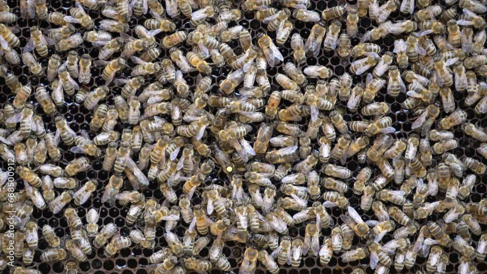 Colony of bees on honeycomb in apiary. Beekeeping in countryside. Many working bees on honeycomb, close up. Detailed shot within a hive in a honeycomb, wax cells with honey and pollen. Honey in combs