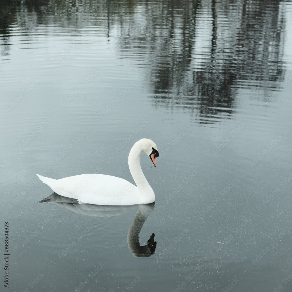 Fototapeta premium Elegance