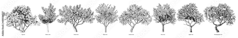 Hand drawn fruit trees collection