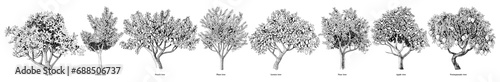 Hand drawn fruit trees collection