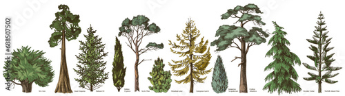 Coniferous trees of different types photo