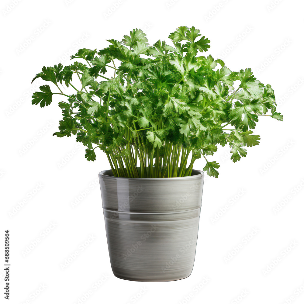 Grey Pot with Parsley Plant Isolated on Transparent or White Background, PNG Grey Pot with Parsley Plant Isolated on Transparent or White Background, PNG