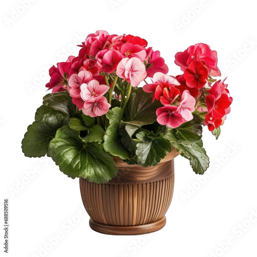 Brown Pot with Geranium Isolated on Transparent or White Background, PNG